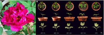 Physiological and transcriptional responses to heat stress and functional analyses of PsHSPs in <mark class="highlighted">tree peony</mark> (Paeonia suffruticosa)